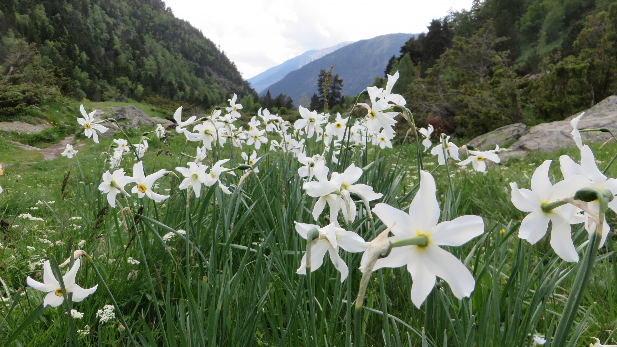 Pingstliljor bildade bitvis vita fält på toppen av Casamanya 2740 möh